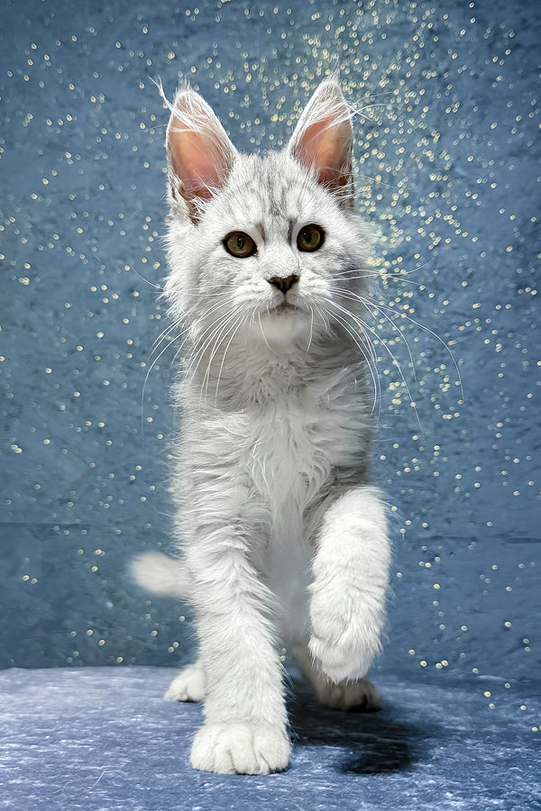 Shady | Maine Coon Kitten