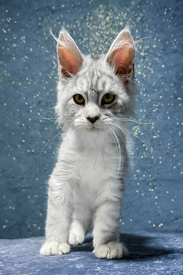 Shady | Maine Coon Kitten