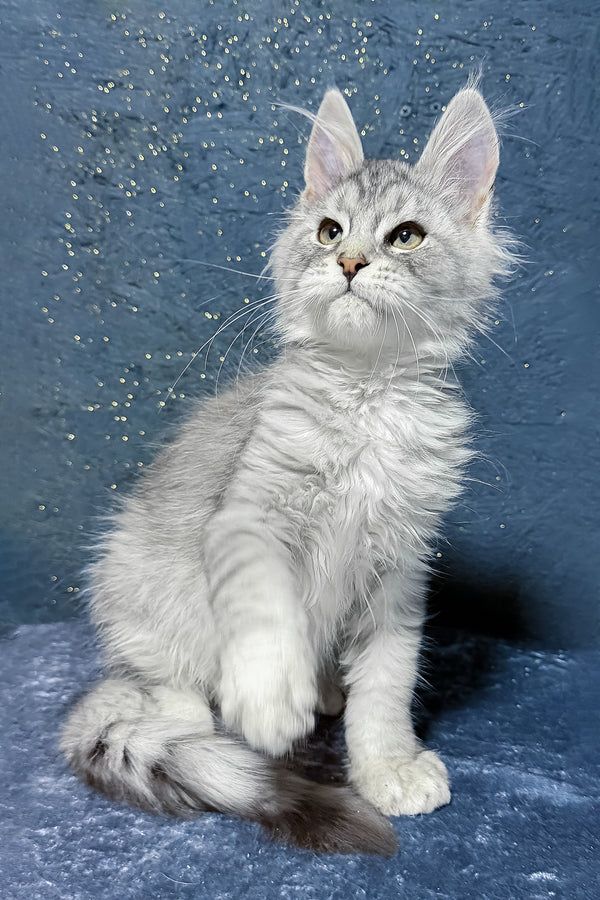 Sharm | Maine Coon Kitten