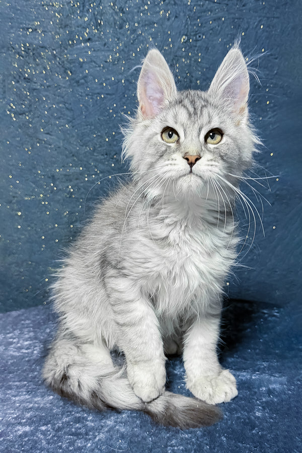 Sharm | Maine Coon Kitten