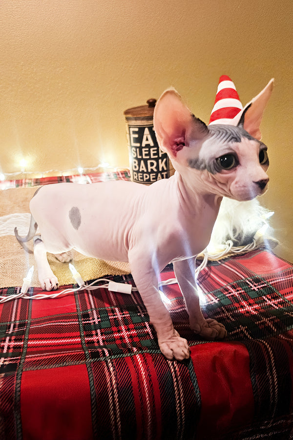 Sky | Sphynx Kitten