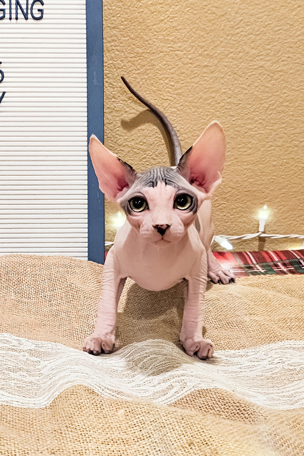 Sky | Sphynx Kitten