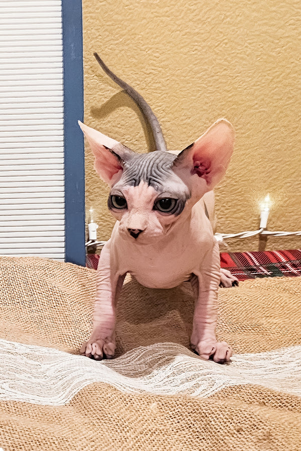 Sky | Sphynx Kitten