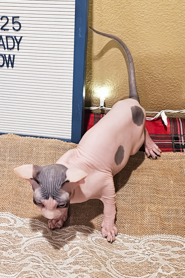 Sky | Sphynx Kitten