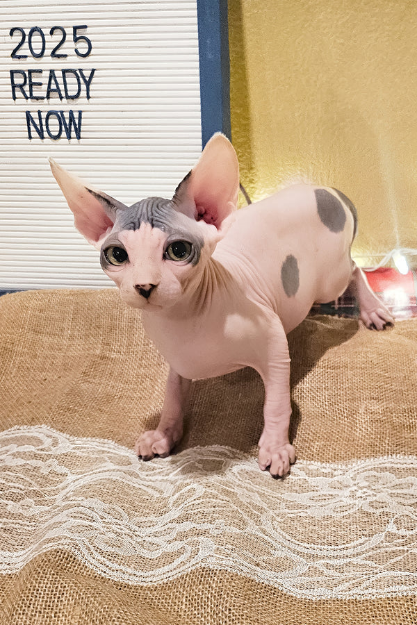 Sky | Sphynx Kitten