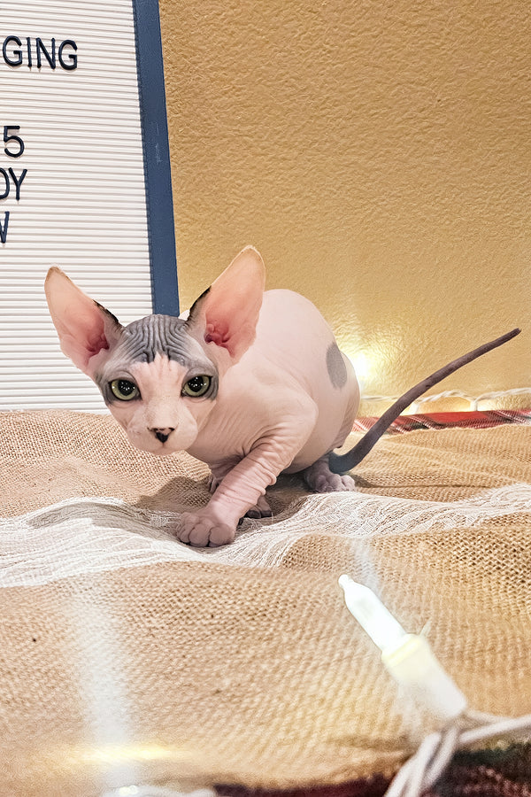 Sky | Sphynx Kitten