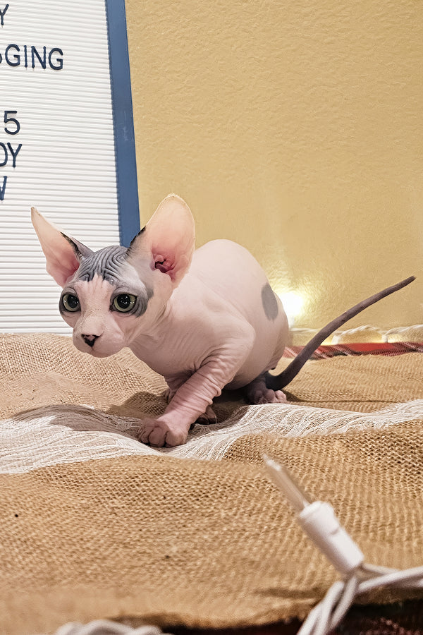 Sky | Sphynx Kitten