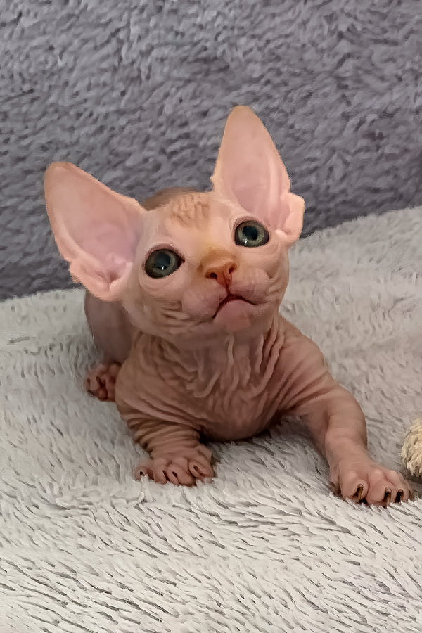 Sun | Bambino Sphynx Kitten