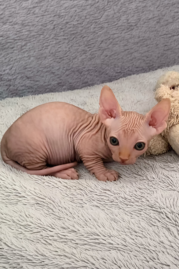 Sun | Bambino Sphynx Kitten