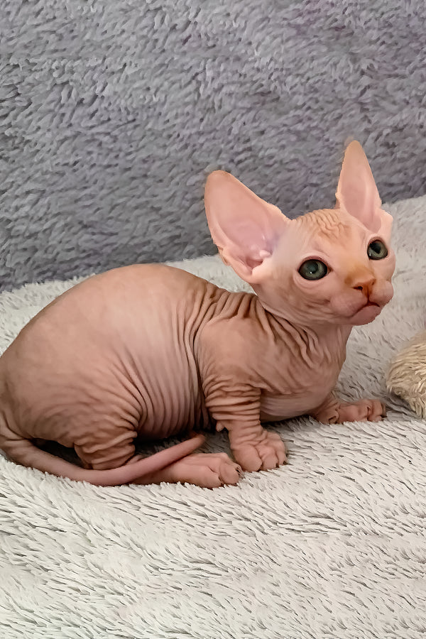 Sun | Bambino Sphynx Kitten
