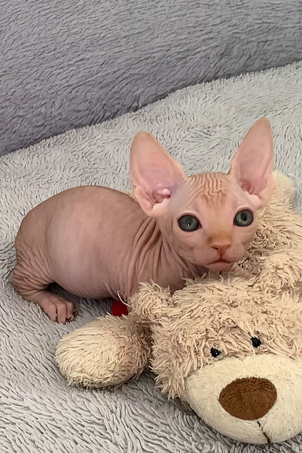 Sun | Bambino Sphynx Kitten