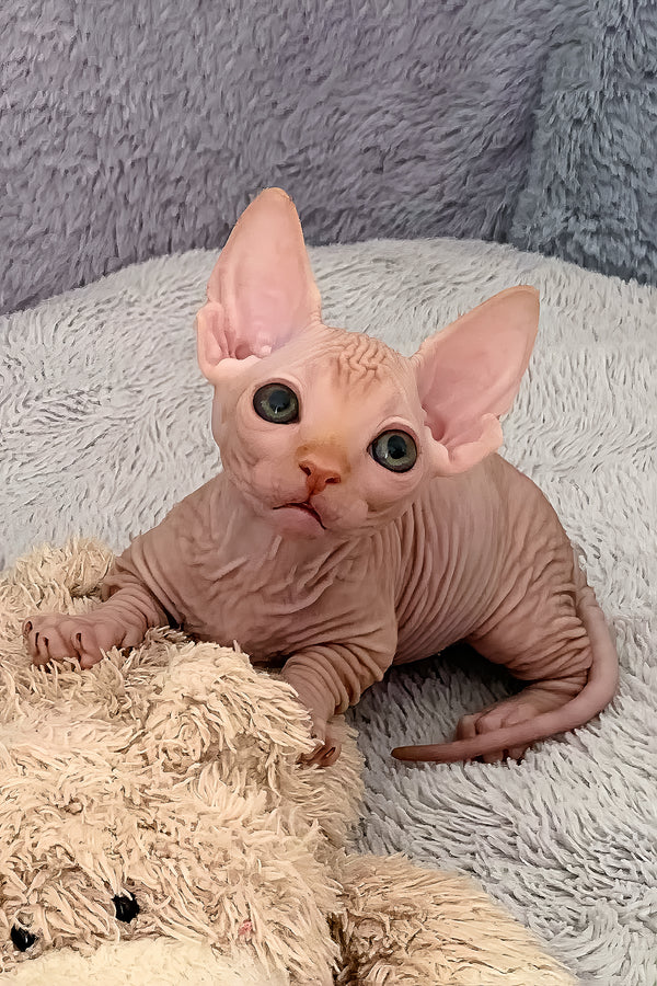 Sun | Bambino Sphynx Kitten