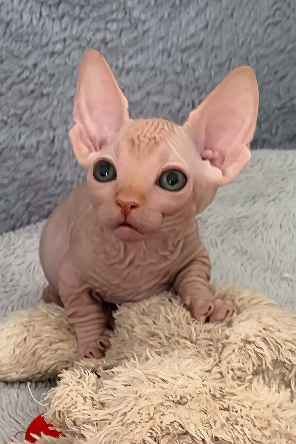 Sun | Bambino Sphynx Kitten