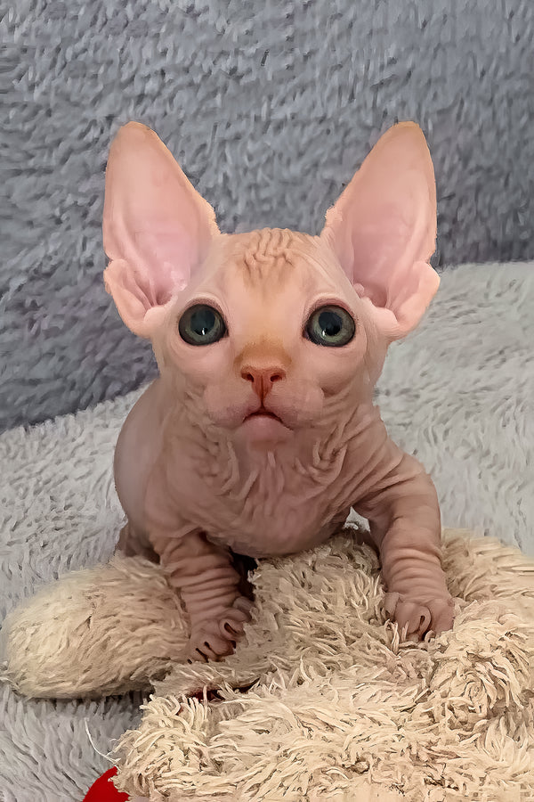 Sun | Bambino Sphynx Kitten