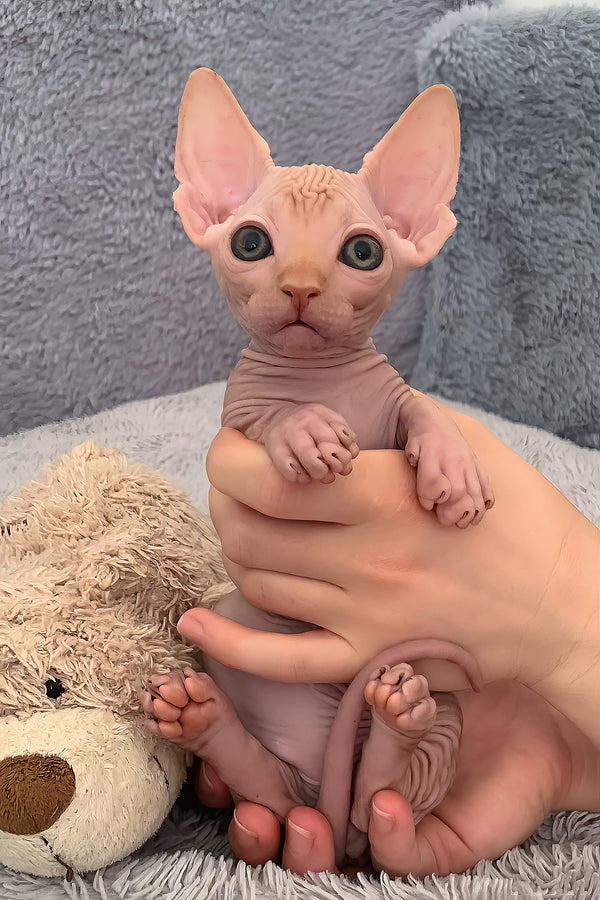 Sun | Bambino Sphynx Kitten