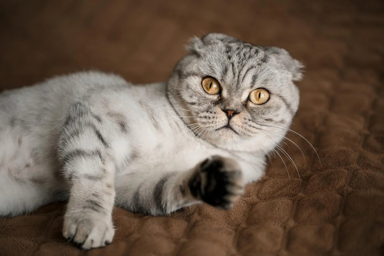 scottish fold health problems