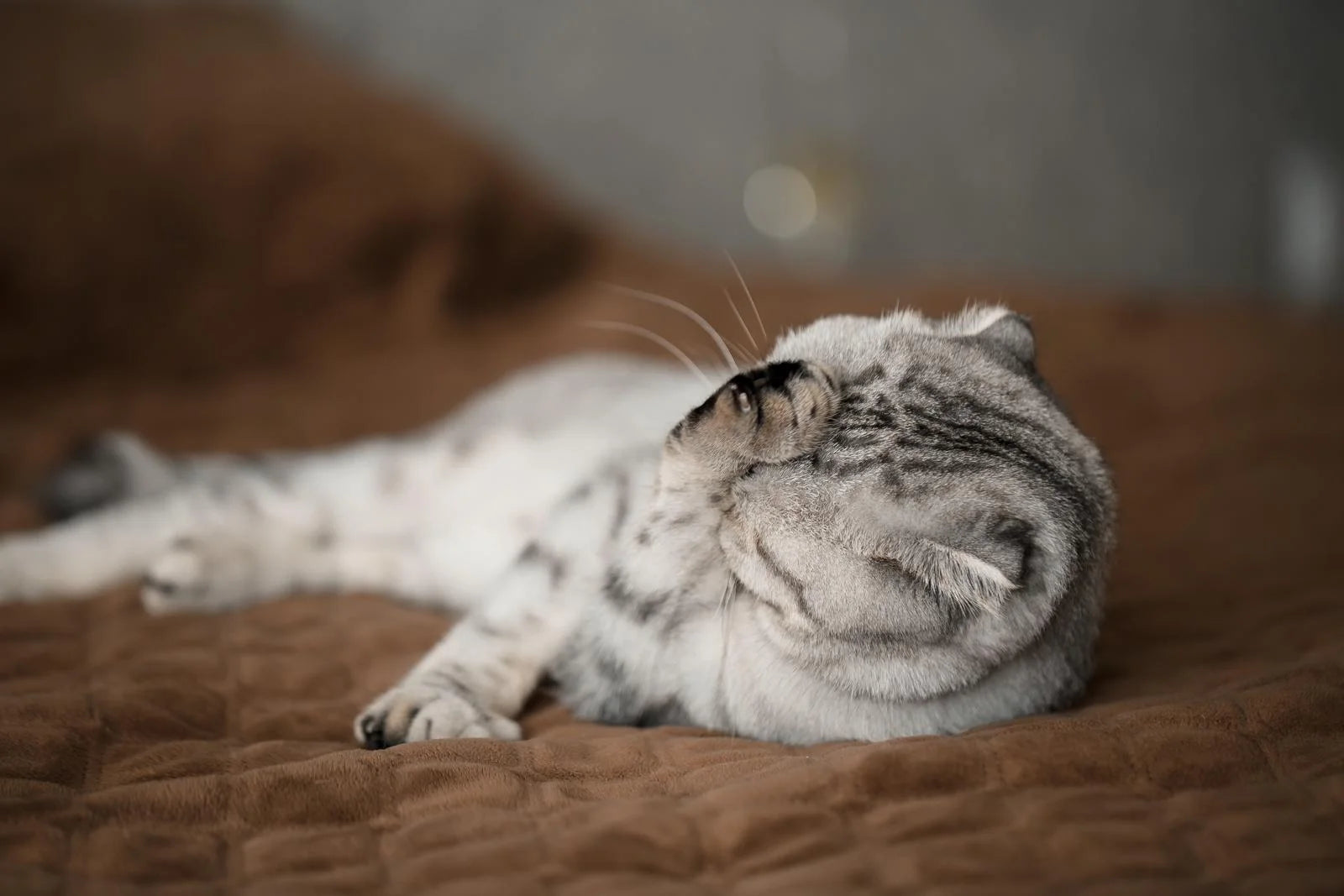 scottish fold health problems