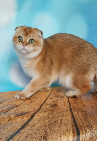 Scottish Fold Cats