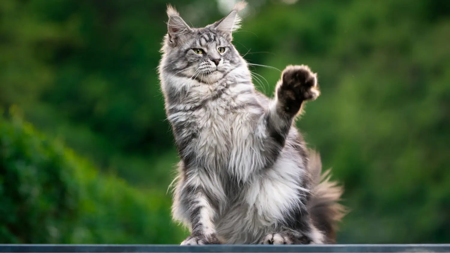 Exploring the majestic maine coon personality: a deeper look into gentle giants of cat world