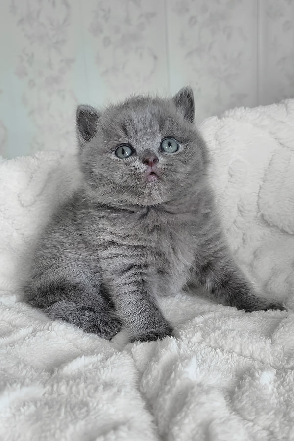 Carat | British Shorthair Kitten