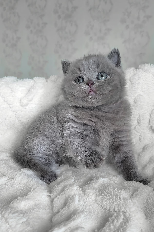 Carat | British Shorthair Kitten