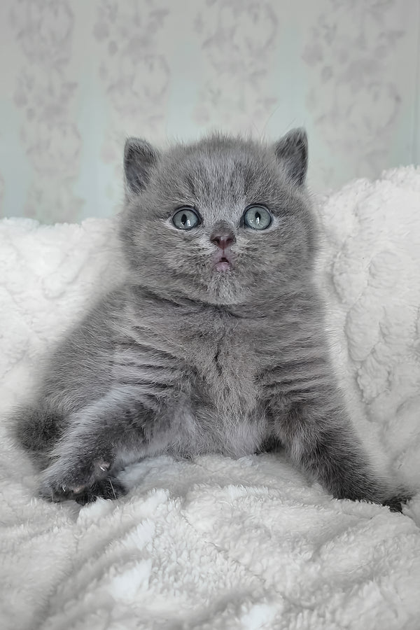 Carat | British Shorthair Kitten