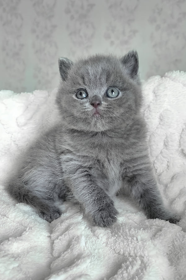 Carat | British Shorthair Kitten