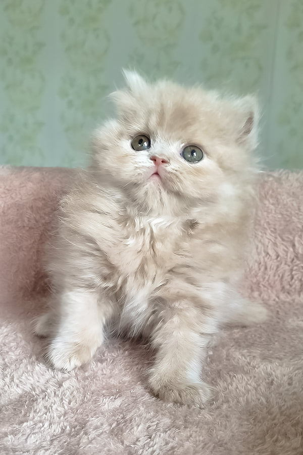 Fenichka | British Longhair Kitten