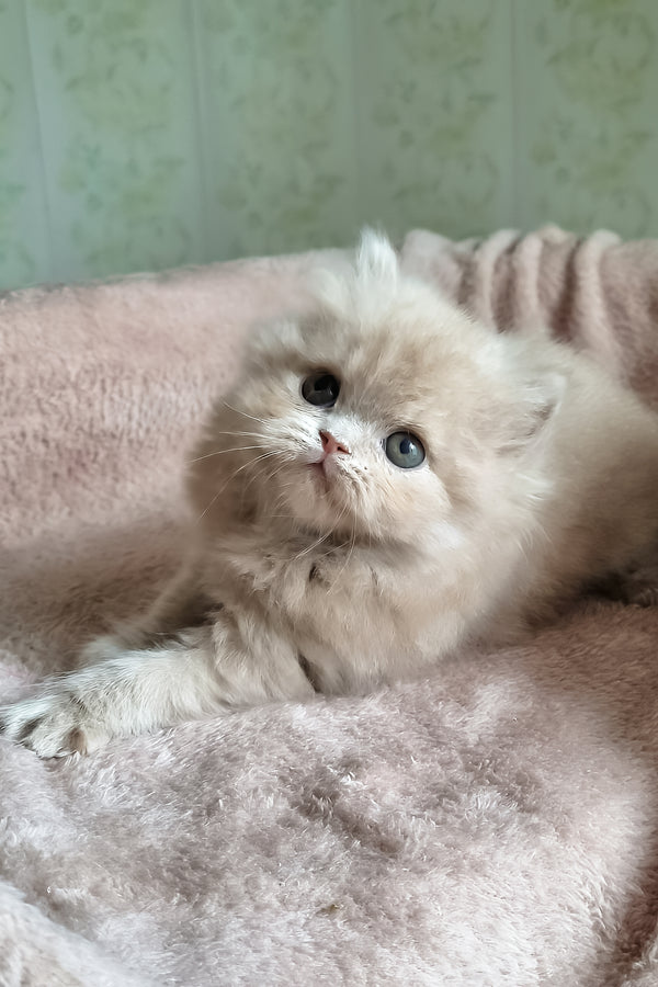 Fenichka | British Longhair Kitten