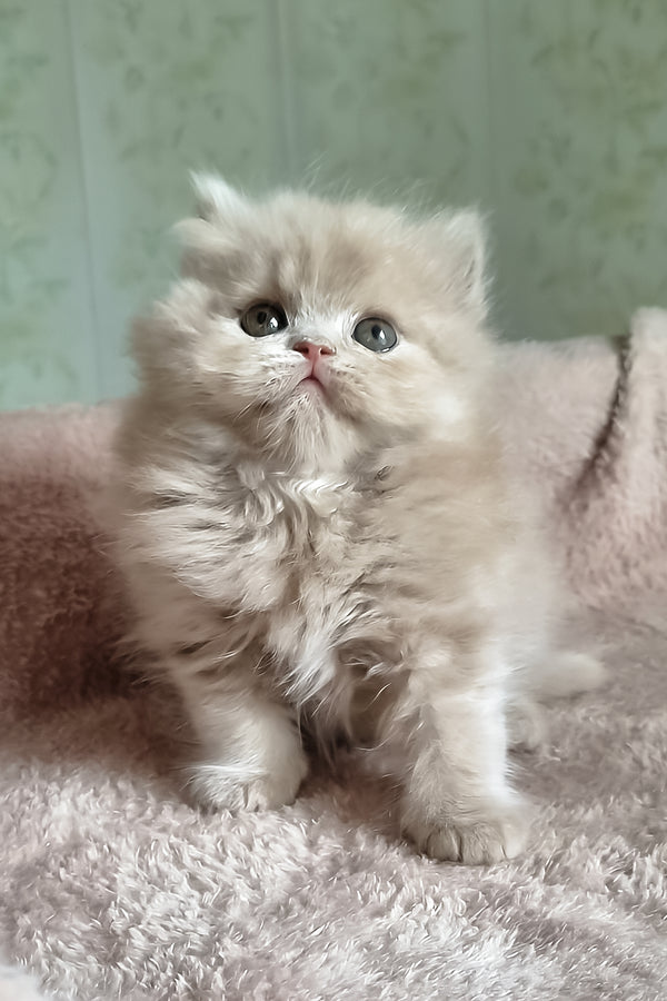 Fenichka | British Longhair Kitten