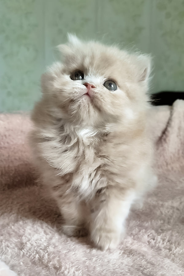 Fenichka | British Longhair Kitten