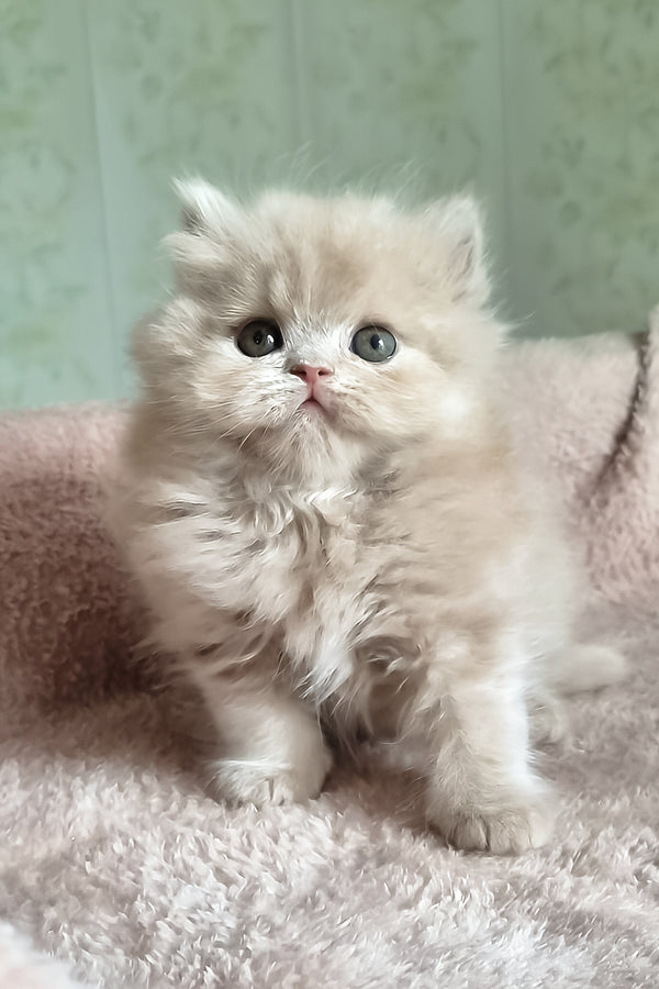 Fenichka | British Longhair Kitten