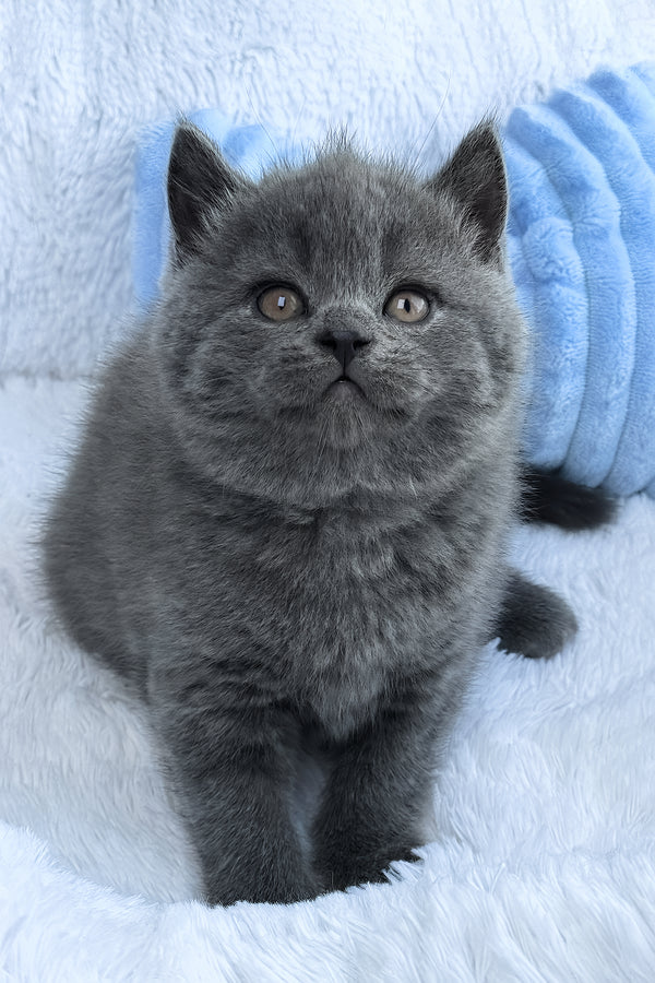 Konrad | British Shorthair Kitten