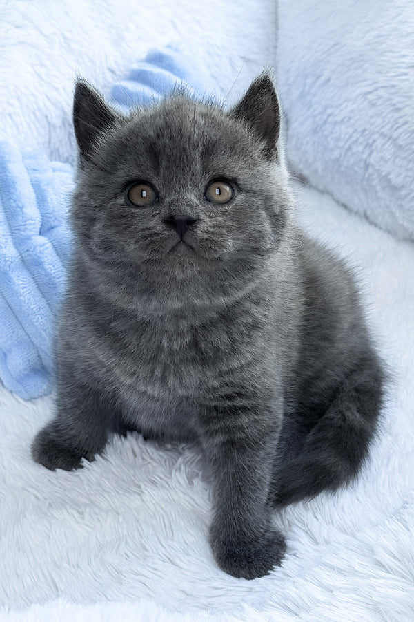 Konrad | British Shorthair Kitten