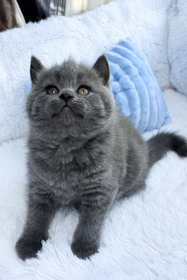 Konrad | British Shorthair Kitten