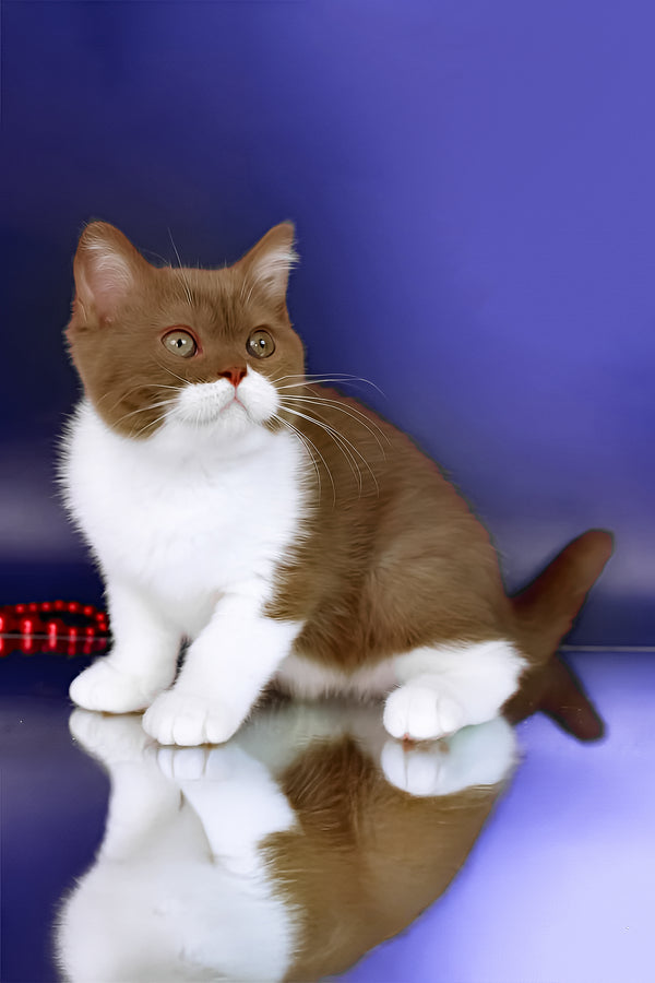 Nats | British Shorthair Kitten