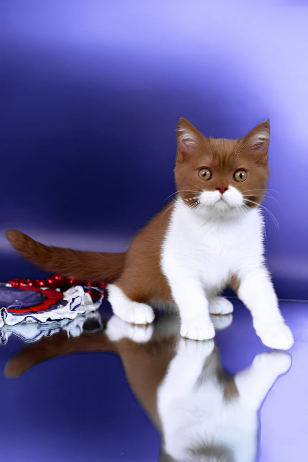 Nats | British Shorthair Kitten