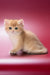 Renata | British Shorthair Kitten