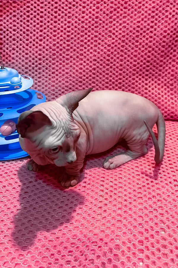 Atlas | Bambino Sphynx Kitten
