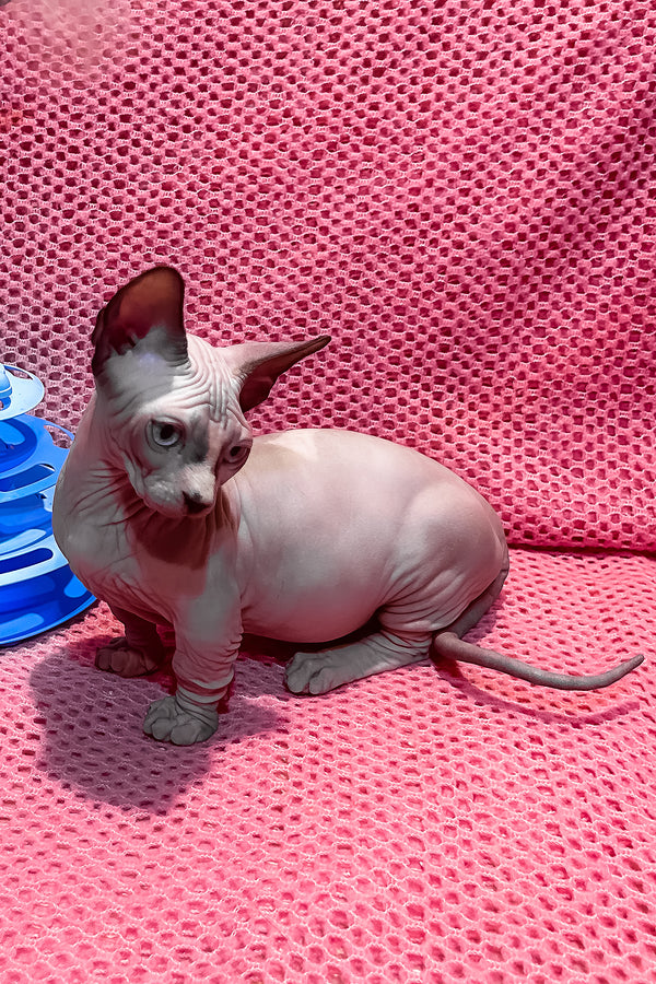 Atlas | Bambino Sphynx Kitten