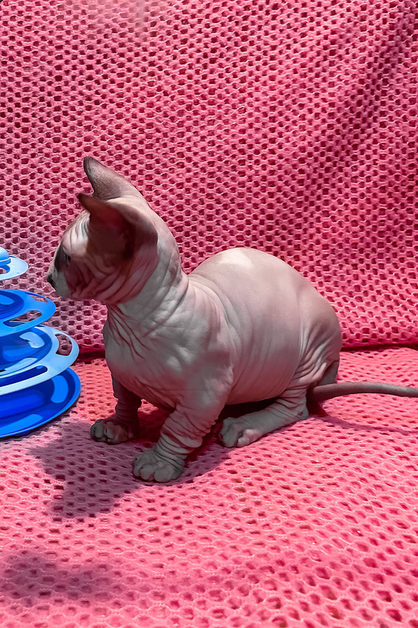 Atlas | Bambino Sphynx Kitten