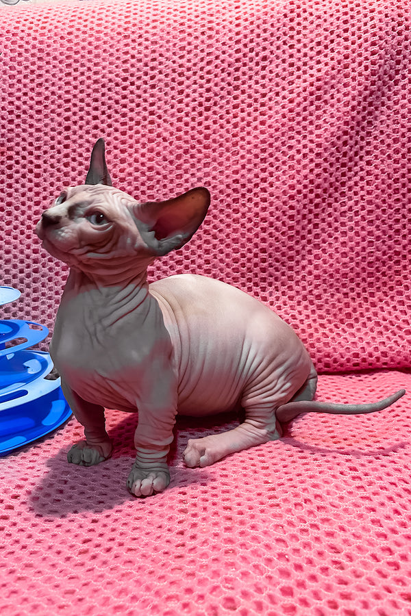 Atlas | Bambino Sphynx Kitten