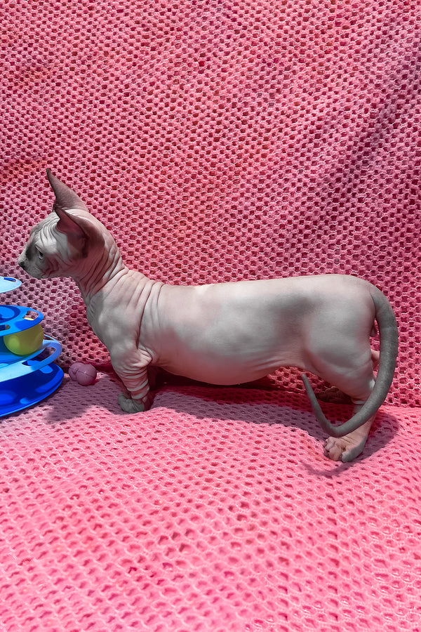 Atlas | Bambino Sphynx Kitten
