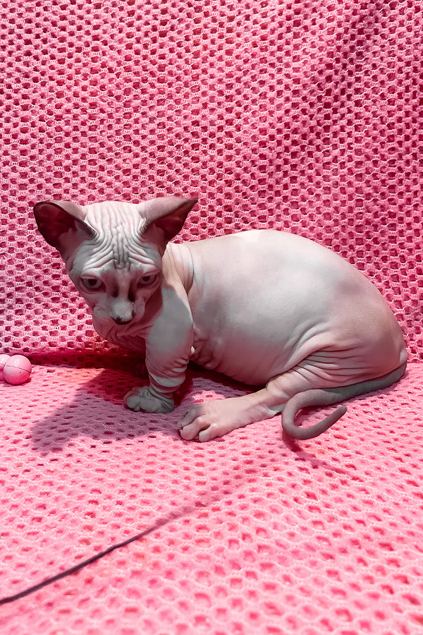 Atlas | Bambino Sphynx Kitten