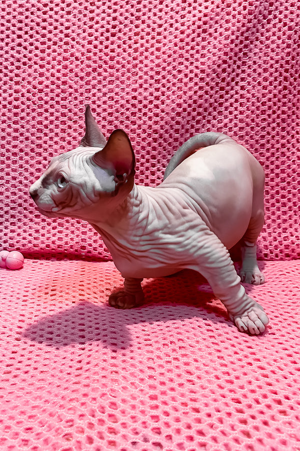 Atlas | Bambino Sphynx Kitten