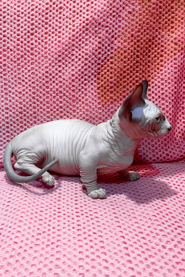 Atlas | Bambino Sphynx Kitten