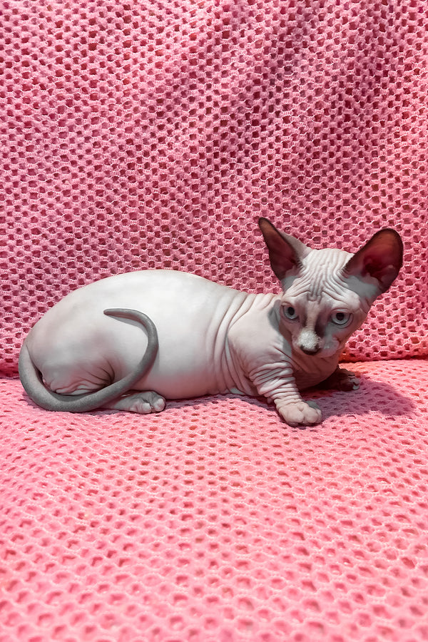 Atlas | Bambino Sphynx Kitten