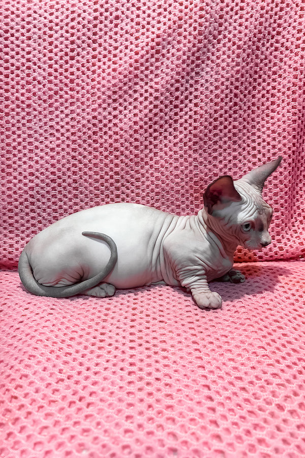 Atlas | Bambino Sphynx Kitten
