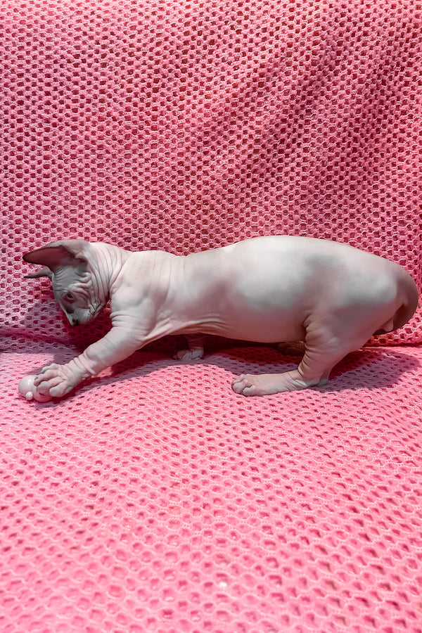 Atlas | Bambino Sphynx Kitten
