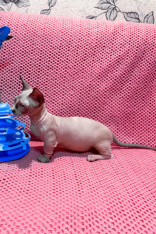 Atlas | Bambino Sphynx Kitten